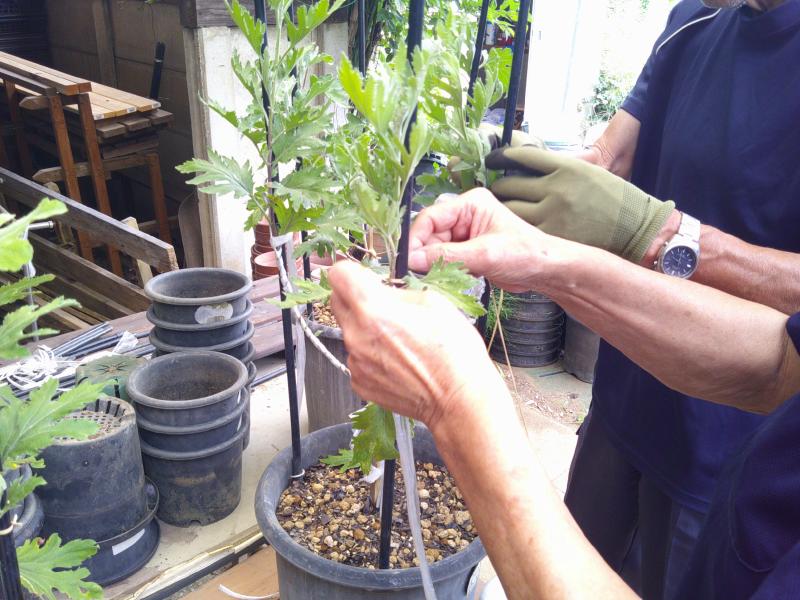 ②R8/8/4 大菊定植