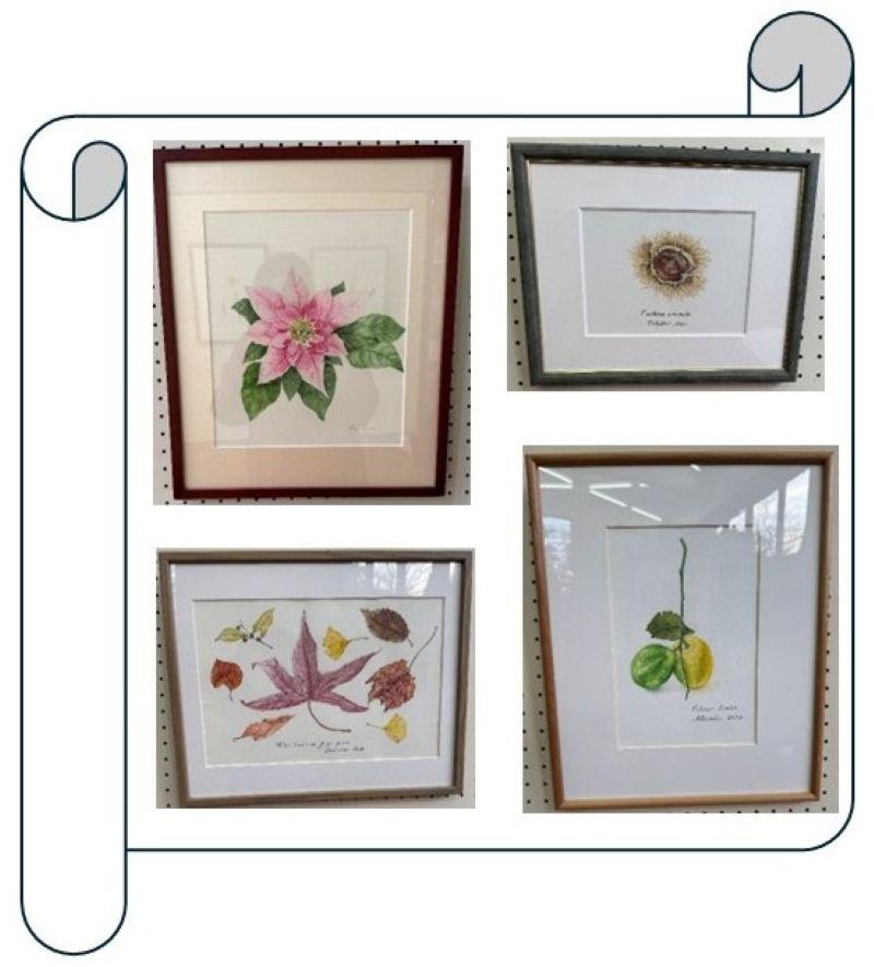 ①植物画展示作品